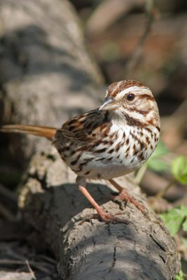 Song Sparrow at Lake Park, Milw.