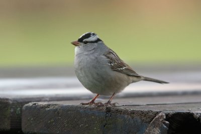 White-crowned Sparrow. Lake Park, Milw.