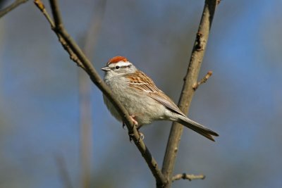 Chipping Sparrow. Lake Park, Milw.