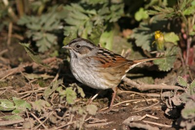 Swamp Sparrow. Lake Park, Milw.