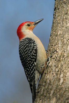 Red-bellied Woodpecker. Lake Park, Milw.