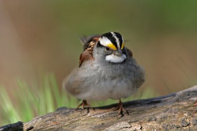 White-throated Sparrow  Fluffing out . Lake Park, Milw.