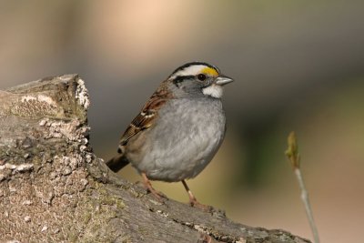 White-throated Sparrow. Lake Park, Milw.