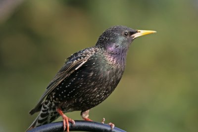  European Starling. Cedarburg, WI