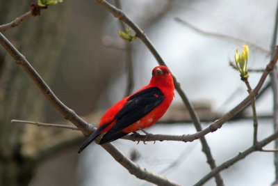 Scarlet Tanager. Lake Park, Milw.