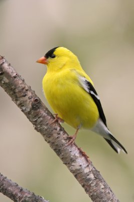 American Goldfinch. Cedarburg, WI