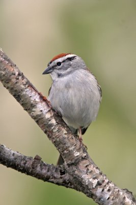 Chipping Sparrow. Cedarburg, WI