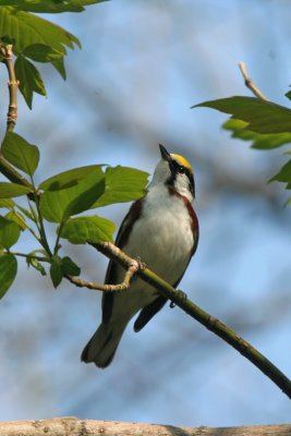 Chestnut-sided Warbler, Lake Park, Milw.