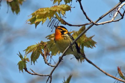 Blackburnian Warbler, Lake Park, Milw.