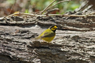 Hooded Warbler, Lake Park, Milw.