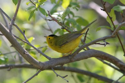 Wilson's Warbler, Lake Park, Milw.