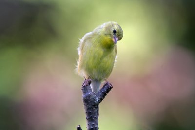 American Goldfinch. Cedarburg, WI