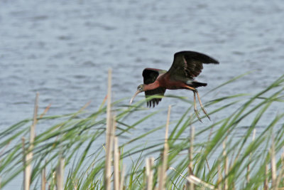 Glossy Ibis. Horicon Marsh, WI