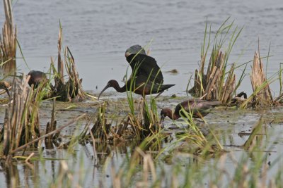 Glossy Ibis. Horicon Marsh, WI