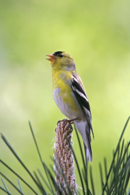 American Goldfinch, Cedarburg, WI