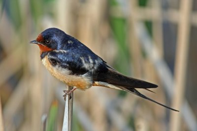 Barn Swallow. Horicon Marsh, WI