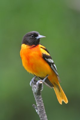 Baltimore Oriole. Cedarburg, WI