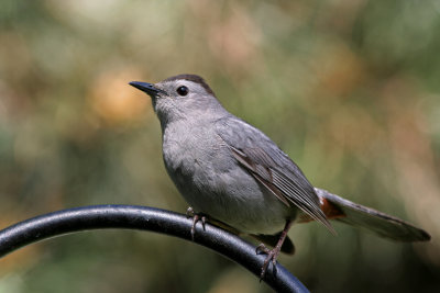 Gray Catbird. Cedarburg, WI