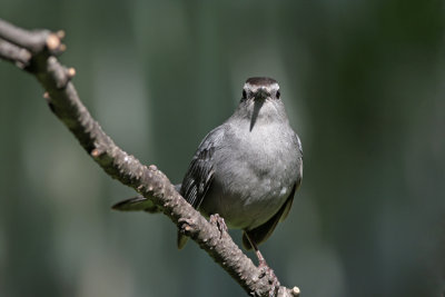 Gray Catbird. Cedarburg, WI