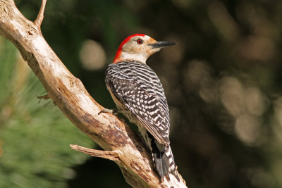 Red-bellied Woodpecker. Cedarburg, WI