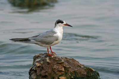 Common Tern. Sheboygan, WI