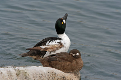 Common Goldeneye and Harlequin Duck. Port Washington, WI