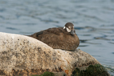 Harlequin Duck. Port Washington, WI