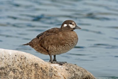 Harlequin Duck. Port Washington, WI