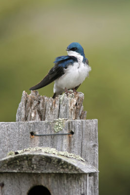 Tree Swallow at Harrington Beach State Park. WI