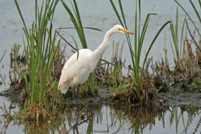Great Egret Stalking. Horicon Marsh WI