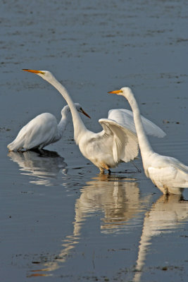 Great Egrets.  Horicon Marsh WI