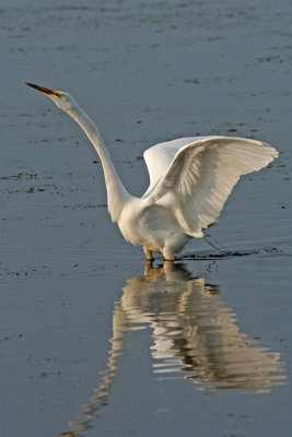 Great Egret. Horicon Marsh WI