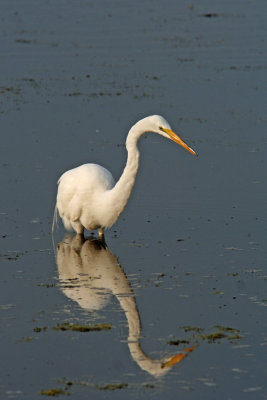 Great Egret. Horicon Marsh WI