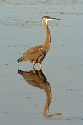 Great Blue Heron. Horicon Marsh WI