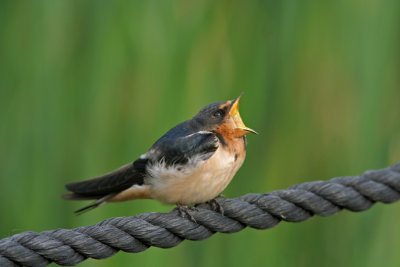 Barn Swallow. Horicon Marsh WI