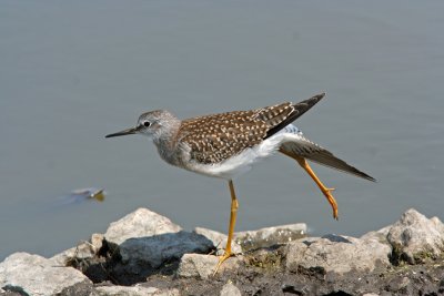 Lesser Yellowlegs, Horicon Marsh WI