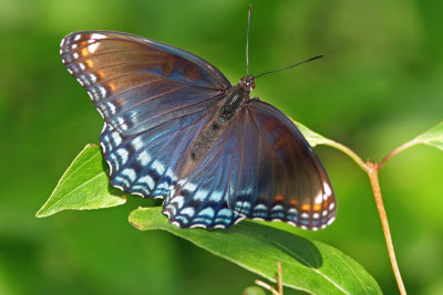 Red-spotted Purple at Riversedge Nature Center, Newburg WI