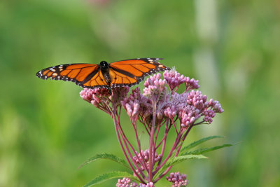 Monarch on Joe Pye Weed. Riveredge Nature Center, Newburg, WI