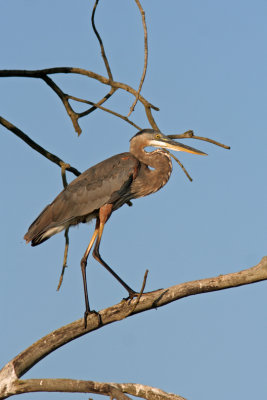 Great Blue Heron. Horicon Marsh, WI