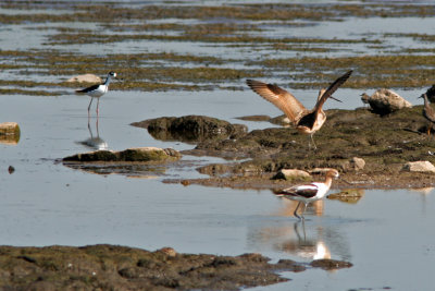 American Avocet, Black-necked Stilt and Marbled Godwit together at Horicon Marsh, WI
