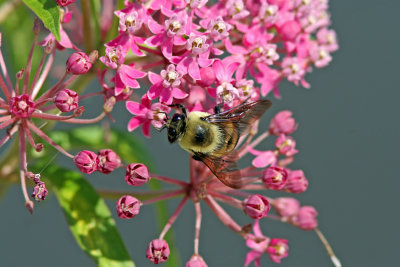 Bumblebee on Swamp Milkweed. Horicon Marsh, WI