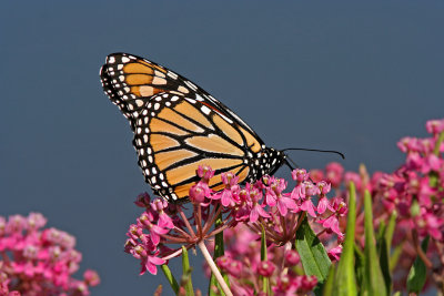 Monarch on Swamp Milkweed. Horicon Marsh, WI