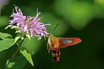 Clear-winged Spinx Moth on Wild Bergamot. Eldorado Marsh, WI
