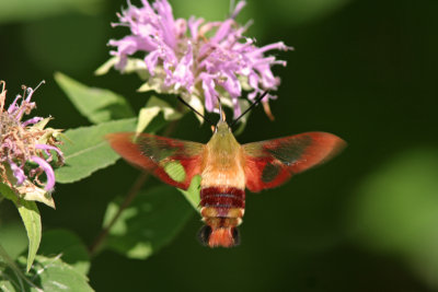 Clear-winged Spinx Moth on Wild Bergamot. Eldorado Marsh, WI