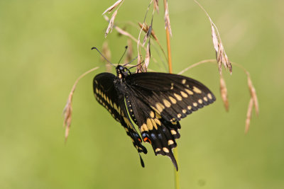 Black Swallowtail at Eldorado Marsh, WI