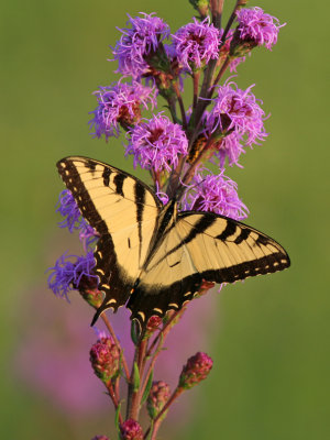 Eastern Tiger Swallowtail at Riversedge Nature Center, Newburg WI