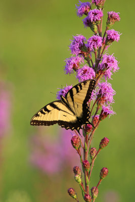 Eastern Tiger Swallowtail at Riversedge Nature Center, Newburg WI