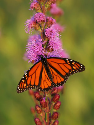 Monarch at Riversedge Nature Center, Newburg WI