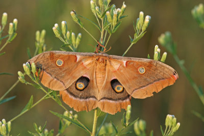 Polyphemus moth at Riversedge Nature Center, Newburg WI