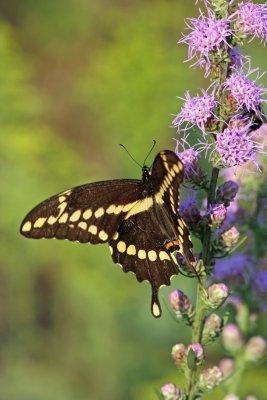 Giant Swallowtail at Riveredge Nature Center. Newburg, WI